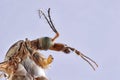 Close up Focus Stacking - Large Crane-fly, Crane fly, Giant Cranefly, Tipula maxima Royalty Free Stock Photo