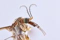 Close up Focus Stacking - Large Crane-fly, Crane fly, Giant Cranefly, Tipula maxima Royalty Free Stock Photo