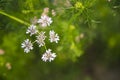 Close-up focus on white blooming coriander flowers with green blurry background