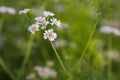 Close-up focus on white blooming coriander flowers with green blurry background