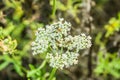 Close up in focus of a Wild carrot, Daucus carota, with wasps, Vespula vulgaris,