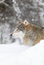 Close-up of focused alpha male wolf in the snow in beautiful winter forest