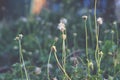 Close up and focusing the blurry dreamy group of coat button flower in the garden.