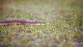 Close up focusing on small snake slithering through grass