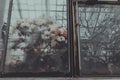 a close-up of a foggy window of botanical garden with colored beautiful flowers inside.