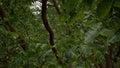 A close-up of the foliage and branches of the treetops