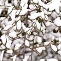 Close up of foliage covered with snow