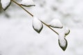 Close up of foliage covered with snow