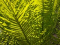 Close up of a the foliage of a cycad, cycas armstrongii, in litchfield