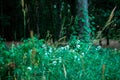 Close up of foliage growing in Provin Trails