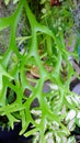 foliage Platycerium coronarium fern