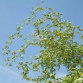 Foliage of a tortuous willow (Salix babylonica \'tortuosa\')