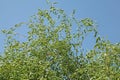 Foliage of a tortuous willow (Salix babylonica \'tortuosa\')