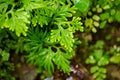 A close-up foliage vascular moss called Krauss\' spikemoss Royalty Free Stock Photo