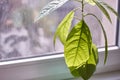 Close-up of foliage of a young avocado tree against a rainy window, selective focus Royalty Free Stock Photo