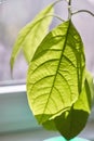 Close-up of foliage of a young avocado tree against a rainy window, selective focus Royalty Free Stock Photo