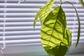 Close-up of foliage of a young avocado tree on a window with shutters, selective focus Royalty Free Stock Photo