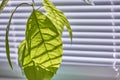 Close-up of foliage of a young avocado tree on a window with shutters, selective focus Royalty Free Stock Photo