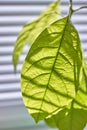 Close-up of foliage of a young avocado tree on a window with shutters, selective focus Royalty Free Stock Photo