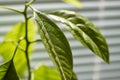 Close-up of foliage of a young avocado tree on a window with shutters, selective focus Royalty Free Stock Photo