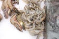 Close up food image of raw frozen prawns on ice on the market