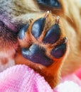 Close up foot of chihuahua puppy dog, black and brown look cutes and lovely.