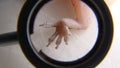 Close up the foot a gecko Amazing Camouflage Animals, Camouflage lizards It`s also called Mediterranean house gecko, akdeniz sakan