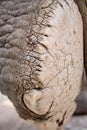 Elephant foot close up showing cracked, dry, footpad Royalty Free Stock Photo