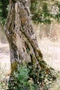 A close-up of the foot of the olive tree. The texture of the bark in the moss.