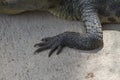 Close up foot of Siamese Crocodile