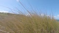 European Beachgrass on the Brittany Coastline