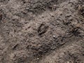 Close-up of footprints of roe deer Capreolus capreolus in deep and wet mud in the ground. Tracks of animals on a walking trail Royalty Free Stock Photo