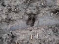 Close-up of footprints of roe deer Capreolus capreolus in deep and wet mud in the ground. Tracks of animals on a walking trail Royalty Free Stock Photo