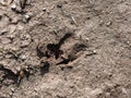 Close-up of footprints of roe deer Capreolus capreolus in deep and wet mud in the ground. Tracks of animals on a walking trail Royalty Free Stock Photo
