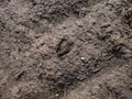 Close-up of footprints of roe deer (Capreolus capreolus) in deep and wet mud in the ground Royalty Free Stock Photo