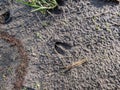 Close-up of footprints of roe deer (Capreolus capreolus) in deep and wet mud in the ground Royalty Free Stock Photo