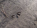 Close-up of footprints of roe deer (Capreolus capreolus) in deep and wet mud in the ground Royalty Free Stock Photo