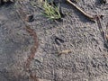 Close-up of footprints of roe deer (Capreolus capreolus) in deep and wet mud in the ground Royalty Free Stock Photo