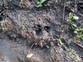 Close-up of footprints of roe deer (Capreolus capreolus) in deep and wet mud in the ground Royalty Free Stock Photo