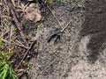 Close-up of footprints of roe deer (Capreolus capreolus) in deep and wet mud in the ground. Tracks of animals Royalty Free Stock Photo