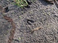 Footprints of roe deer (Capreolus capreolus) in deep and wet mud in the ground. Tracks of animals on a walking trail Royalty Free Stock Photo