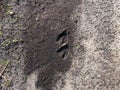 Footprints of roe deer (Capreolus capreolus) in deep and wet mud in the ground. Tracks of animals on a walking trail Royalty Free Stock Photo