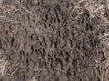 Close-up of footprints of roe deer (Capreolus capreolus) in very deep and wet mud after jumping over a ditch Royalty Free Stock Photo