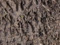 Close-up of footprints of roe deer (Capreolus capreolus) in very deep and wet mud after jumping over a ditch Royalty Free Stock Photo