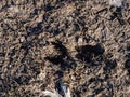 Close-up of footprints of roe deer Capreolus capreolus in very deep and wet mud after running over the wet soil in bright Royalty Free Stock Photo