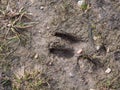 Close-up of footprints of roe deer (Capreolus capreolus) in very deep and wet mud after running over the wet soil Royalty Free Stock Photo