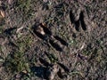 Close-up of footprints of roe deer Capreolus capreolus in very deep and wet mud after running over the wet soil in sunlight Royalty Free Stock Photo