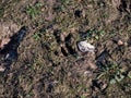 Close-up of footprints of roe deer (Capreolus capreolus) in deep and wet mud after running over the wet soil Royalty Free Stock Photo