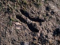 Close-up of footprints of roe deer (Capreolus capreolus) in very deep and wet mud after running over the wet soil Royalty Free Stock Photo