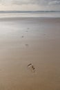 Close up on footsteps on sandy ground in beautiful golden sunset on biscarrosse beach, france